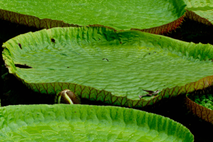 Gallery Home Jawaharlal Nehru Tropical Botanic Garden And Research