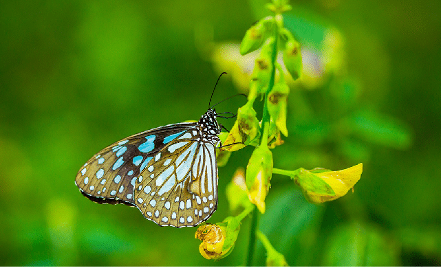 butterfly