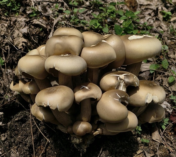 Giant Mushroom 1