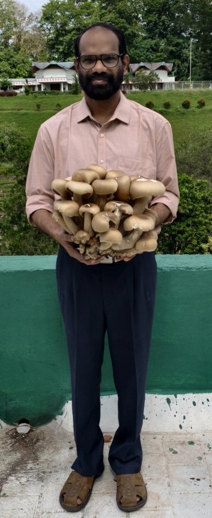 Giant Mushroom 2