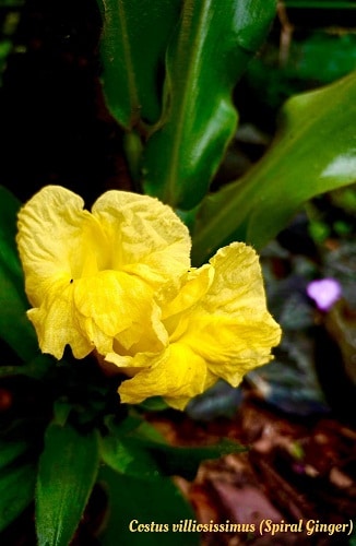 Spiral Ginger