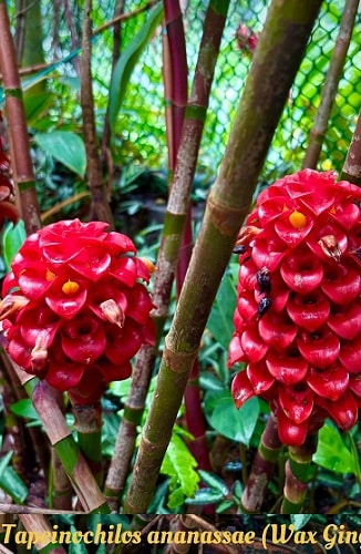 Wax Ginger