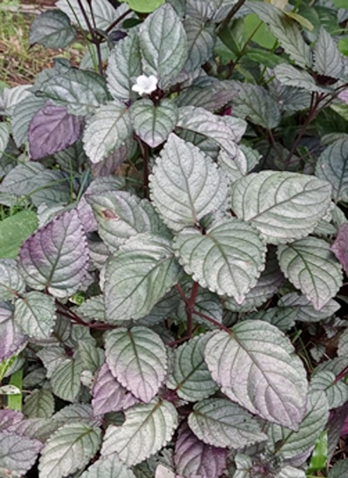 red ivy plant