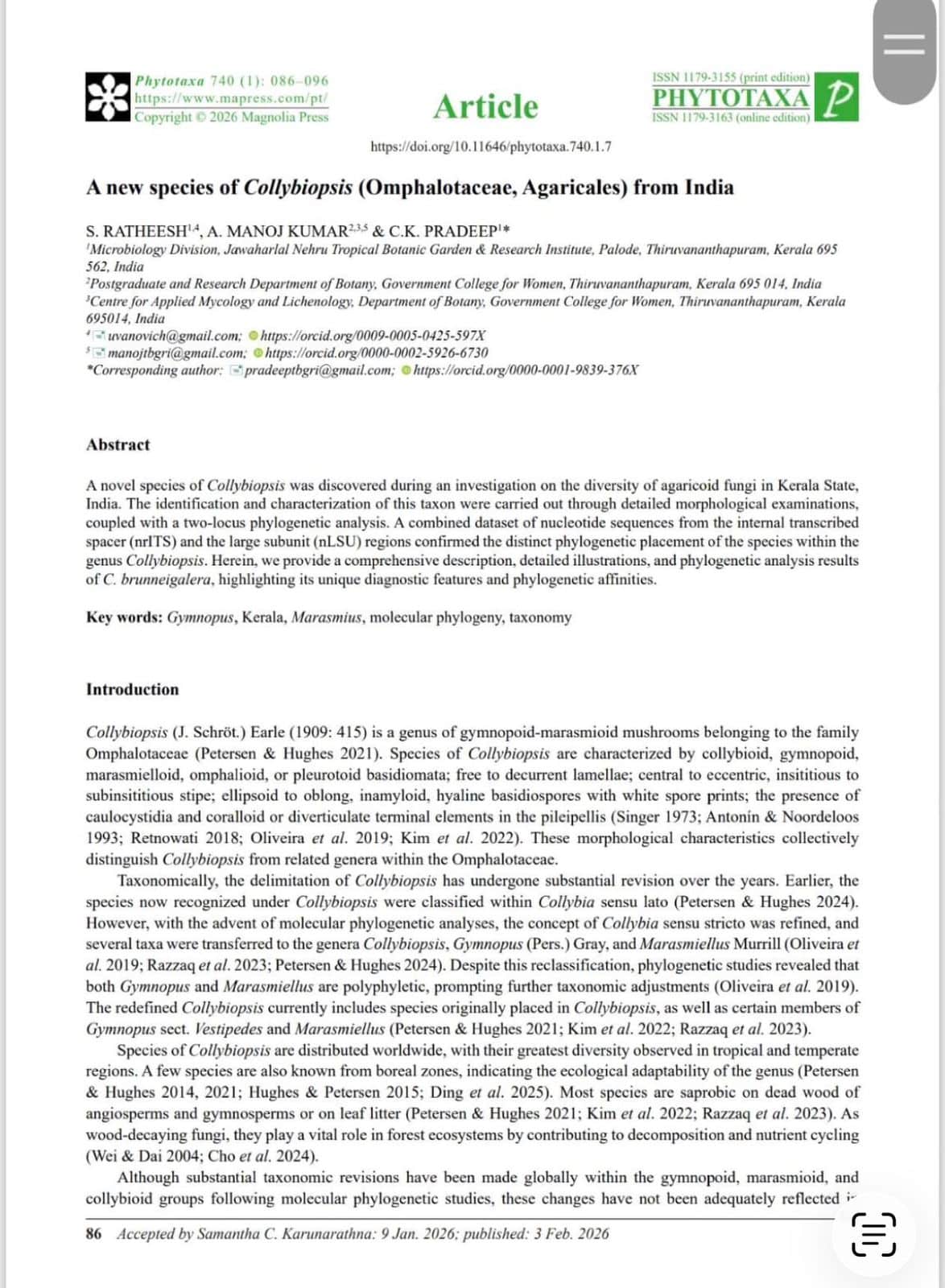 Collybiopsis (Omphalotaceae, Agaricales)